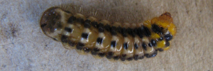 Deudorix epirus agimar - Final Larvae